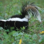 skunk.jpg